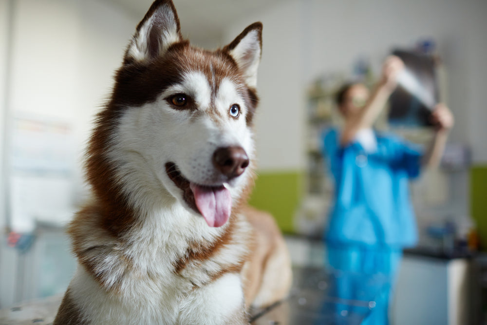 Best dog multivitamins
