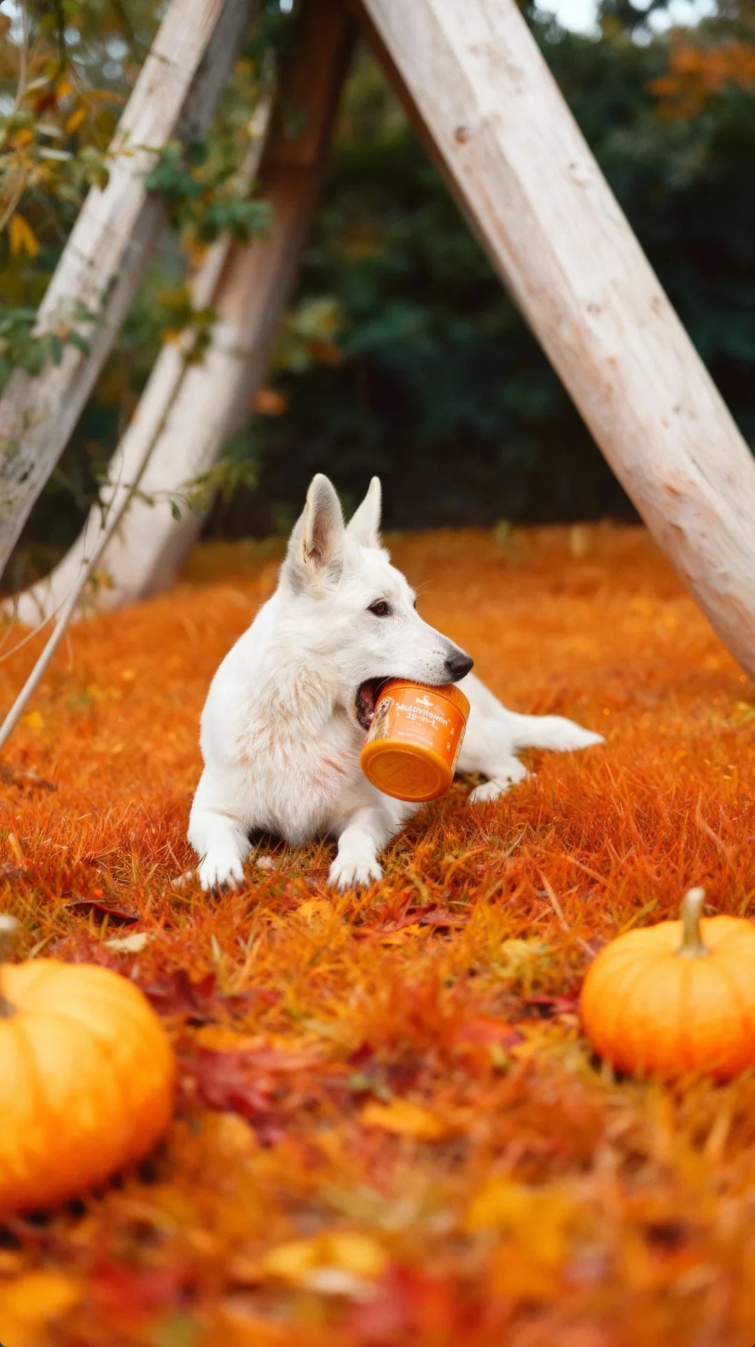 White dog holding Pawglys supplements jar on autumn grass with pumpkins outdoors