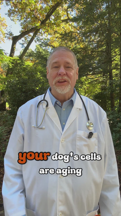 Pawglys multivitamin 25-in-1 chews revive your dog pawglys fish oil pawglys pawglys